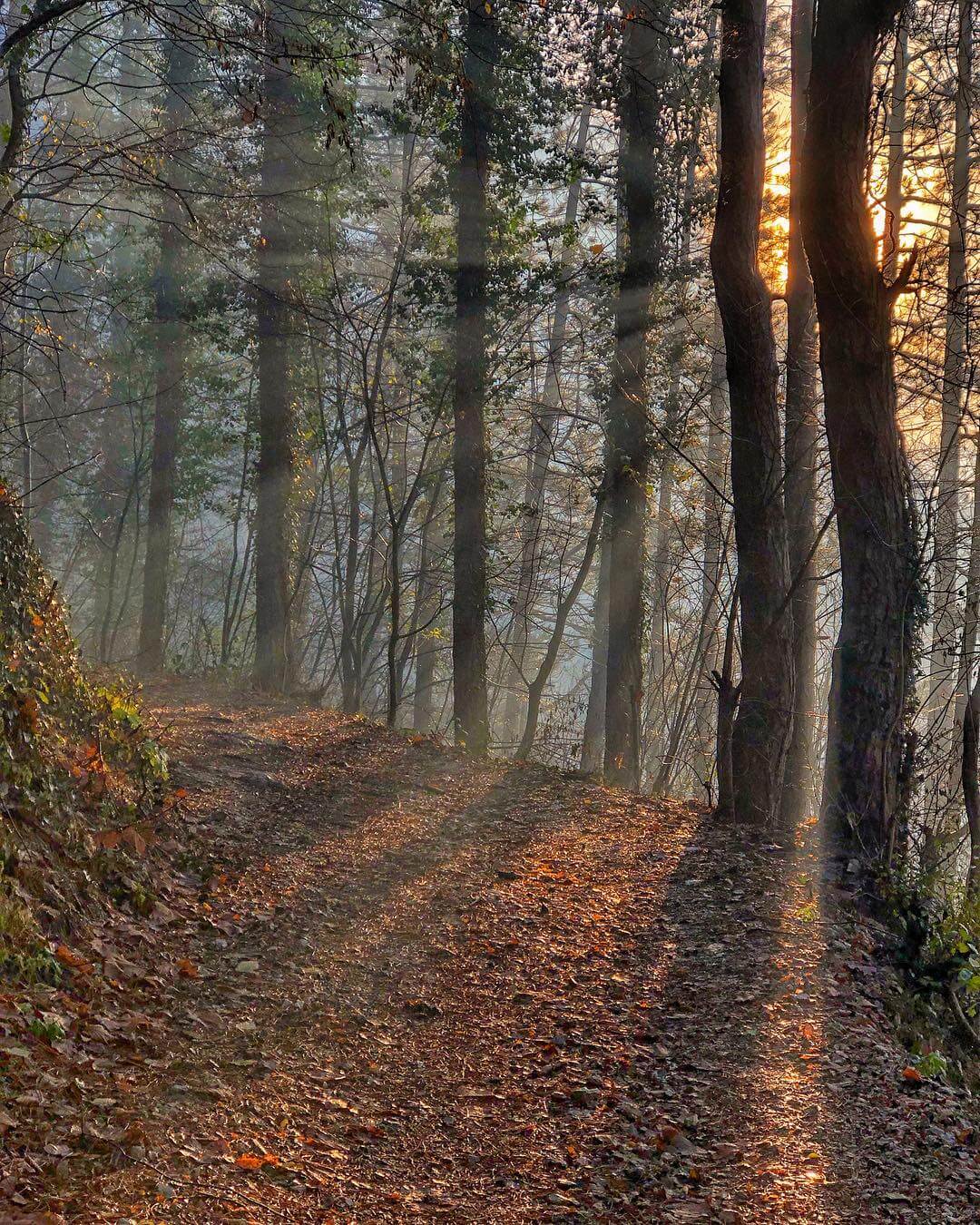 Wood Trails